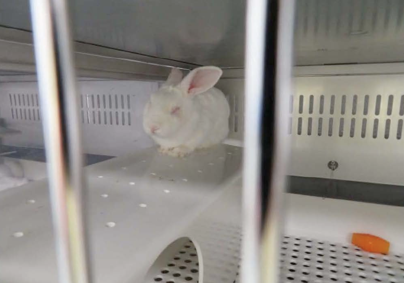 Take Action for Rabbits Harmed in Cruel Experiment at Vanderbilt — New