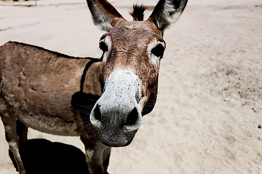 Different trip, same horse #burro