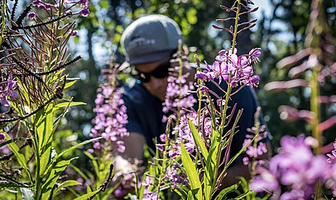 @wldmatt among the fireweed