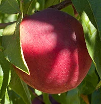 organic fruit 1.jpg