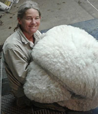 alpacas 2.jpg