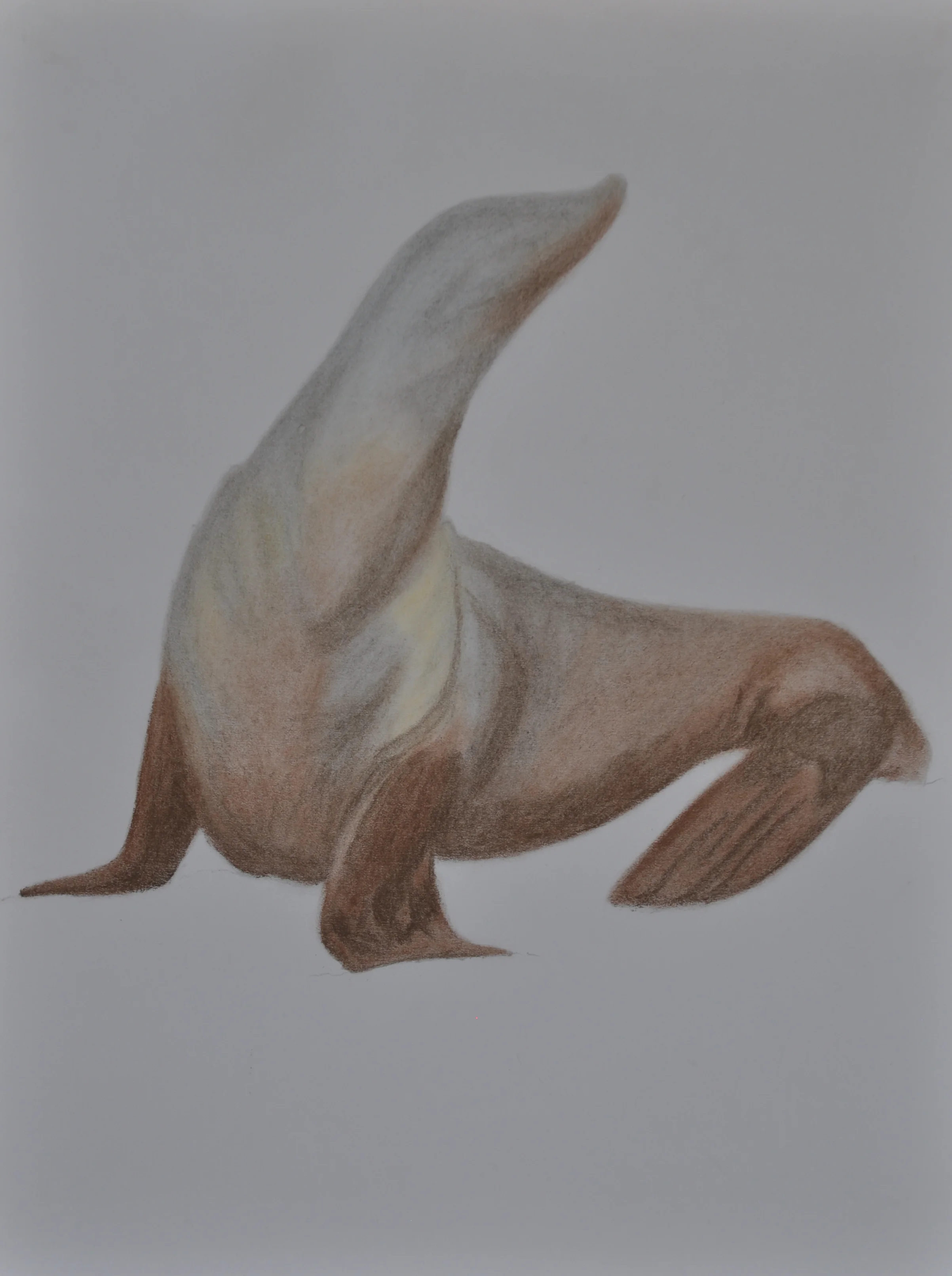 Seal