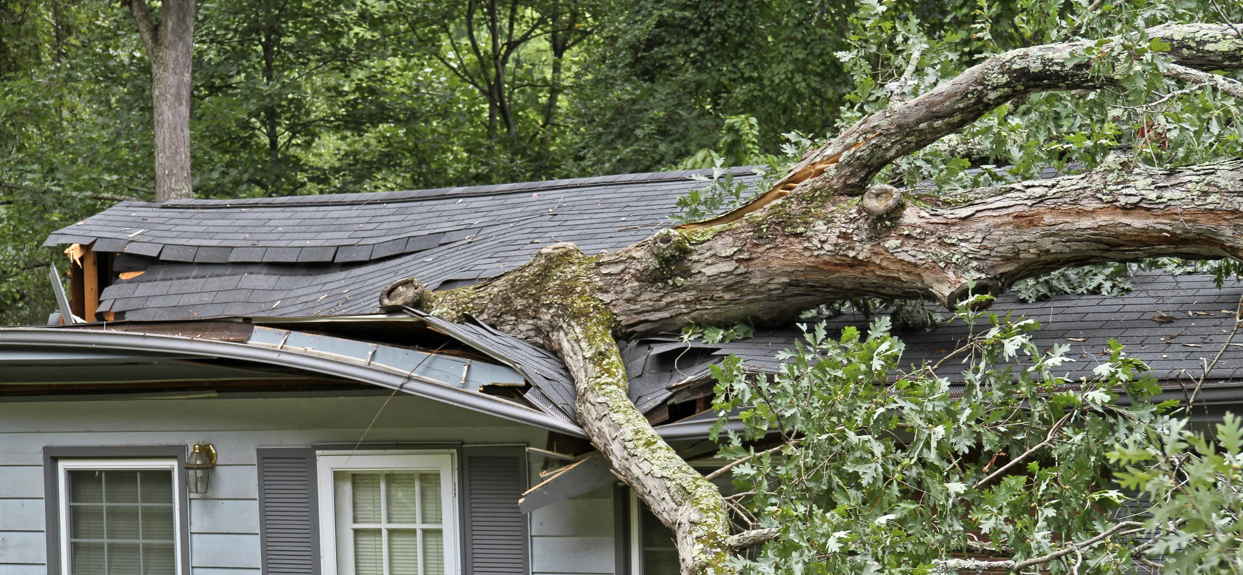 Fallen-Tree-Pic.jpeg