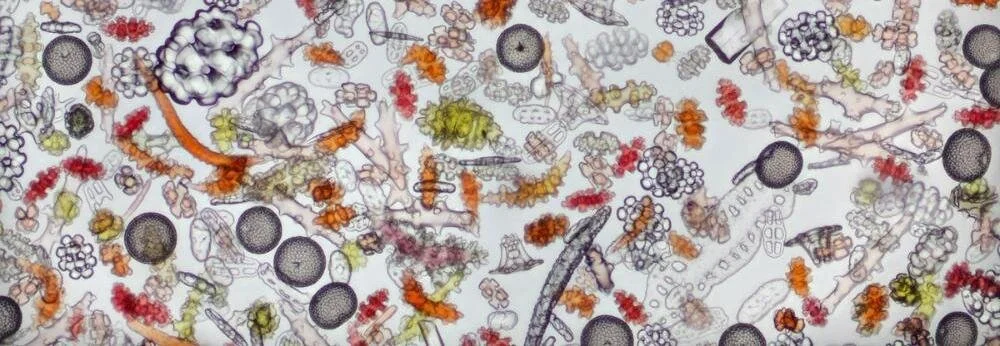 The Hidden Consciousness of Water