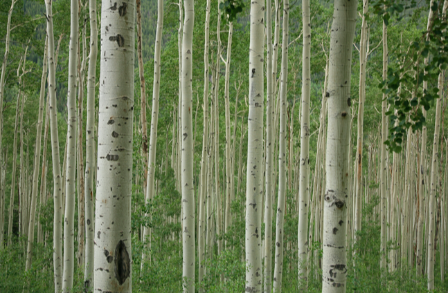 The Hidden Consciousness of Plant Life