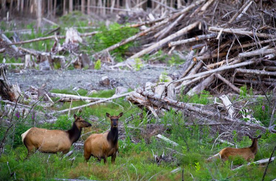 Mass Extinction is Already Here