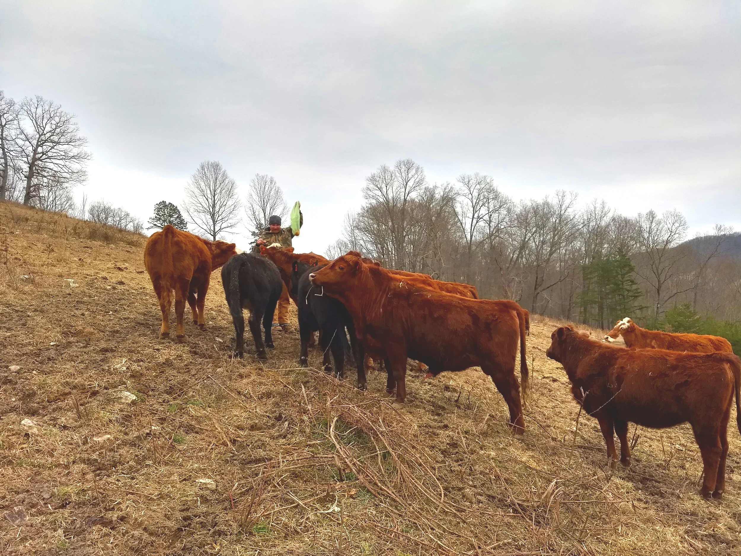 The cows enjoying an apple treat!