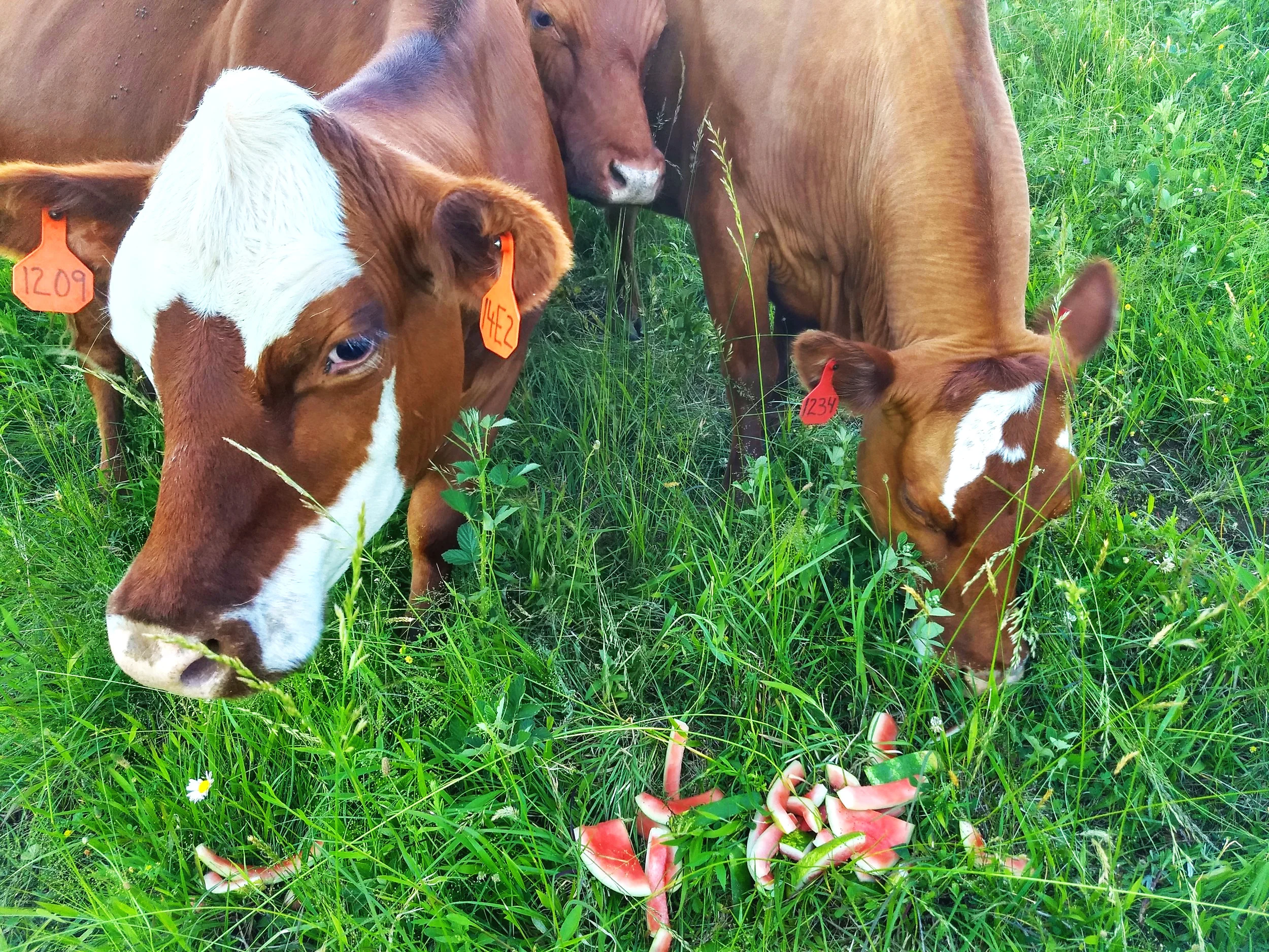 Enjoying Watermelon