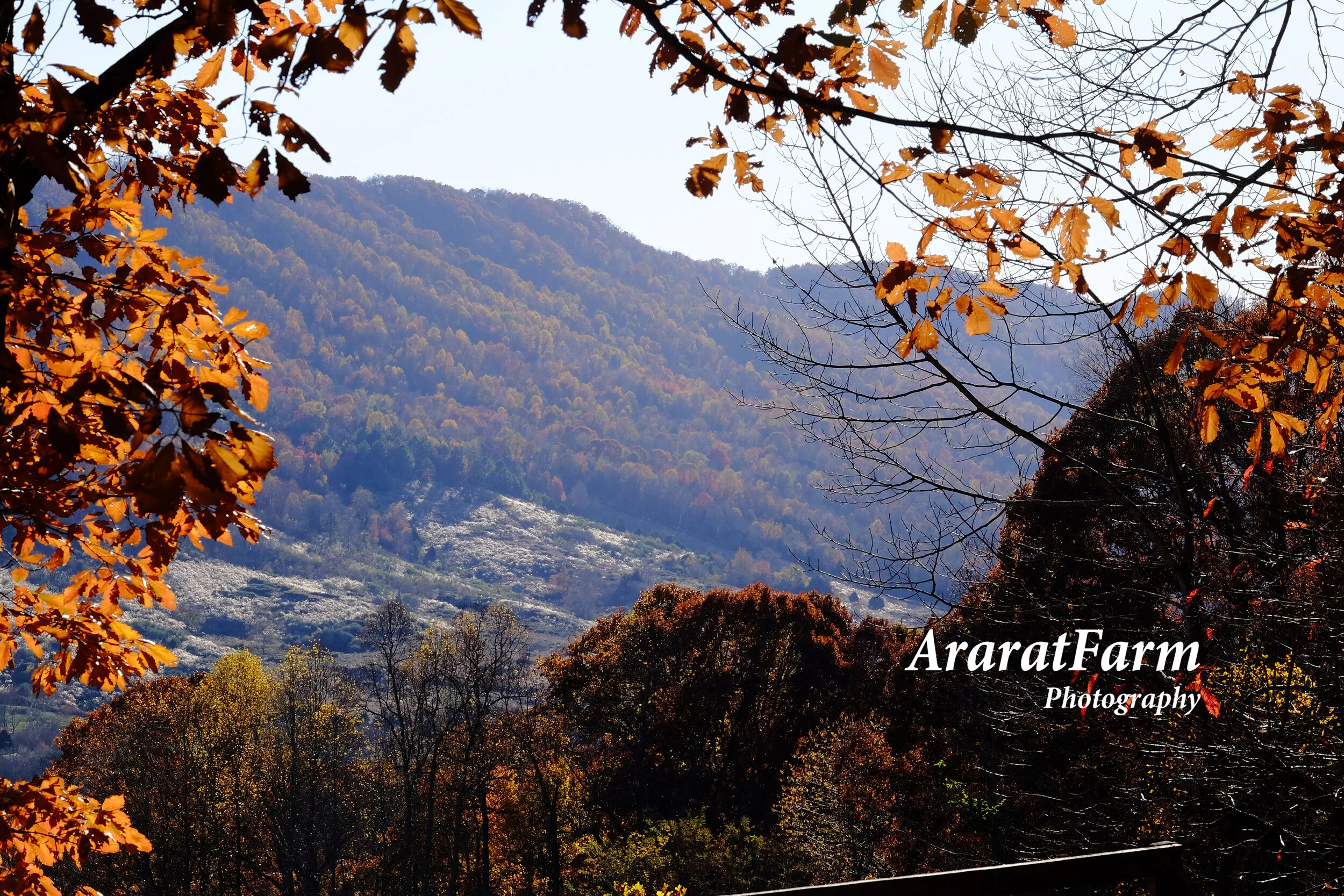 Ararat Farm Photography — Ararat Farm