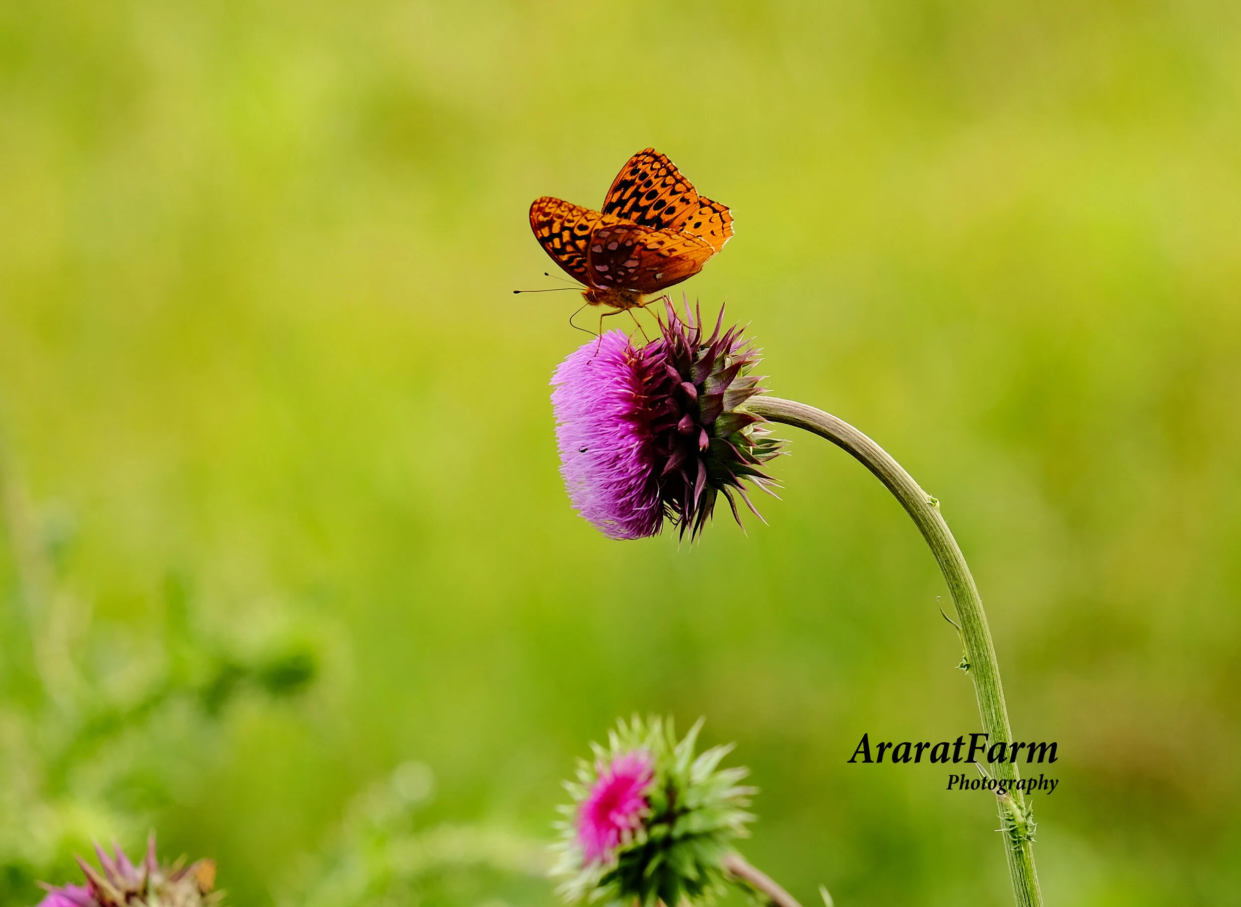 Ararat Farm Photography — Ararat Farm