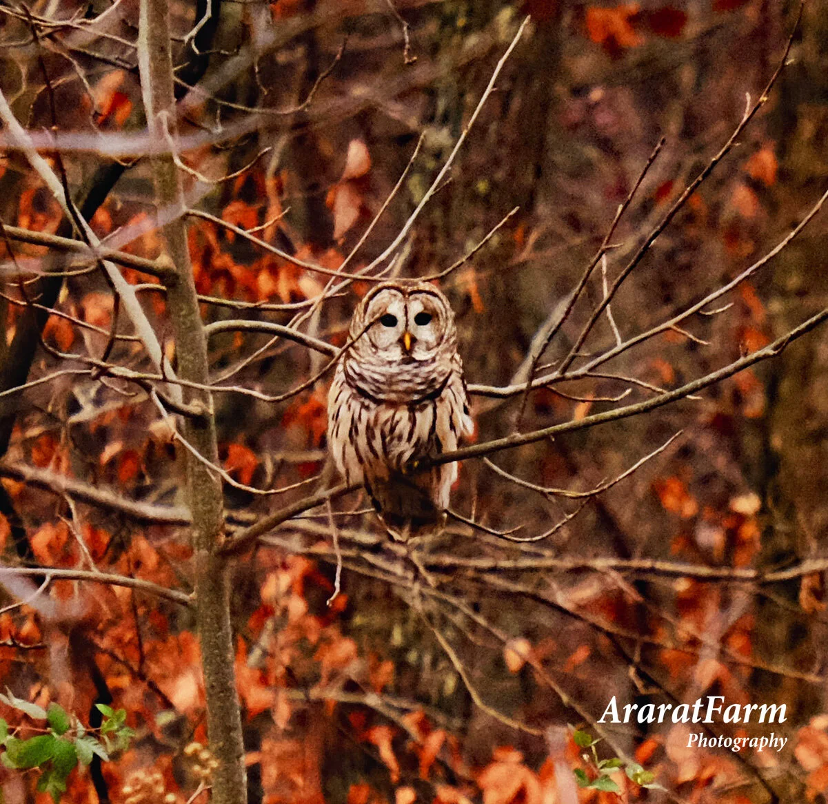 Ararat Farm Photography — Ararat Farm