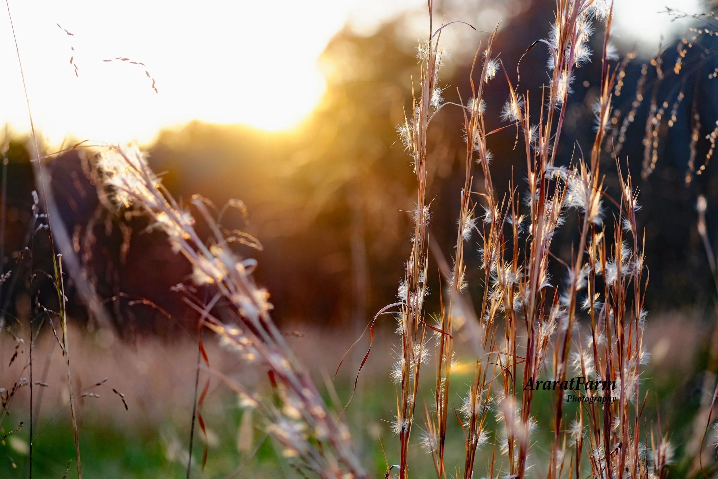 Ararat Farm Photography — Ararat Farm