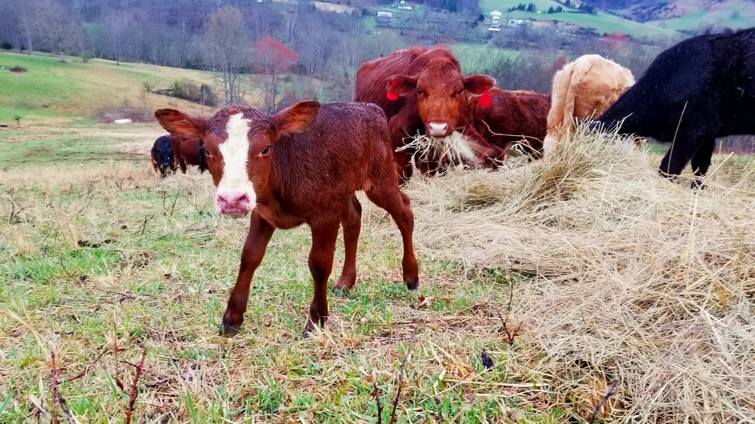 Ararat Farm Newsletter April 2023 — Ararat Farm