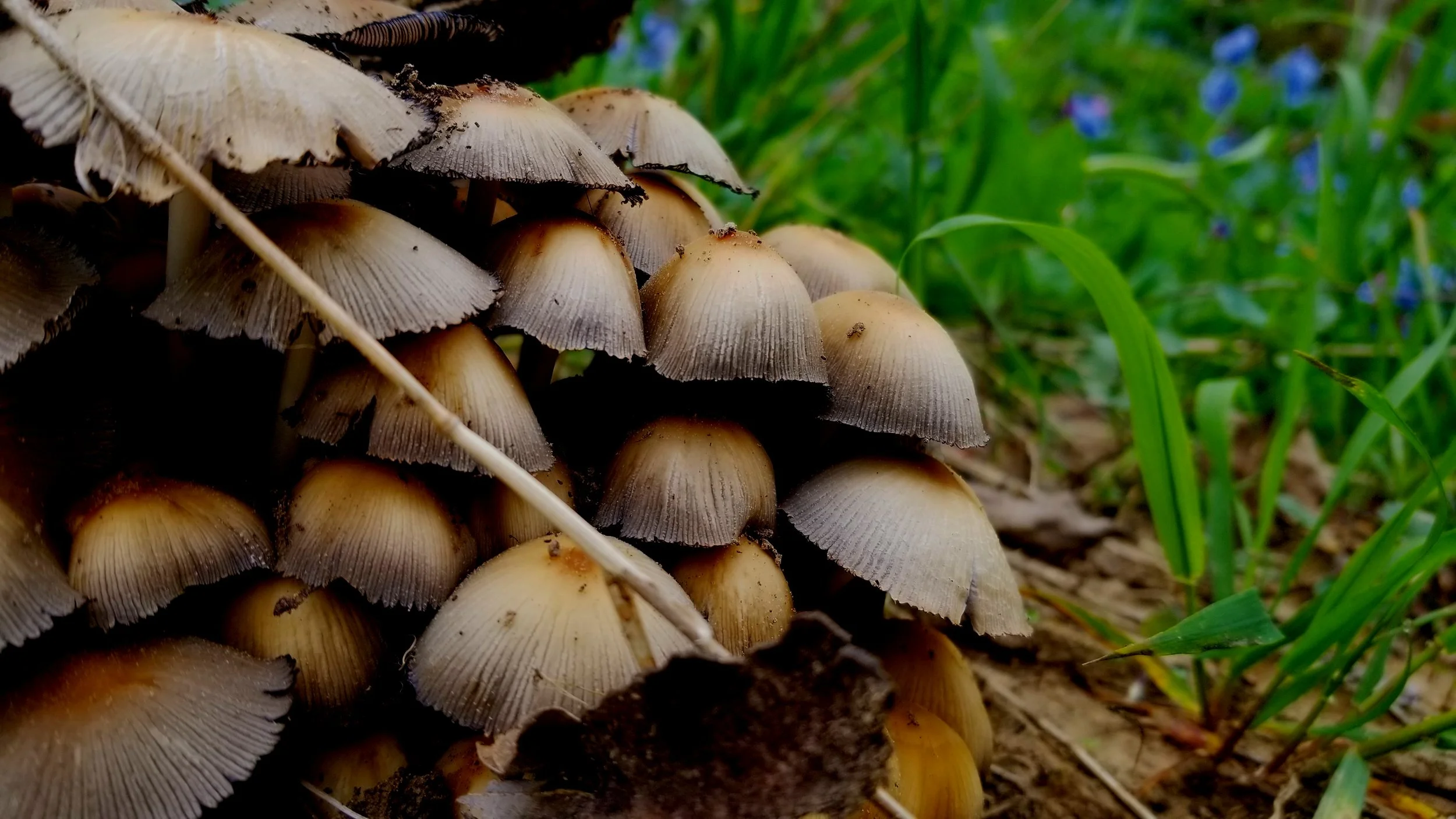 Ararat Farm Newsletter April 2023 — Ararat Farm