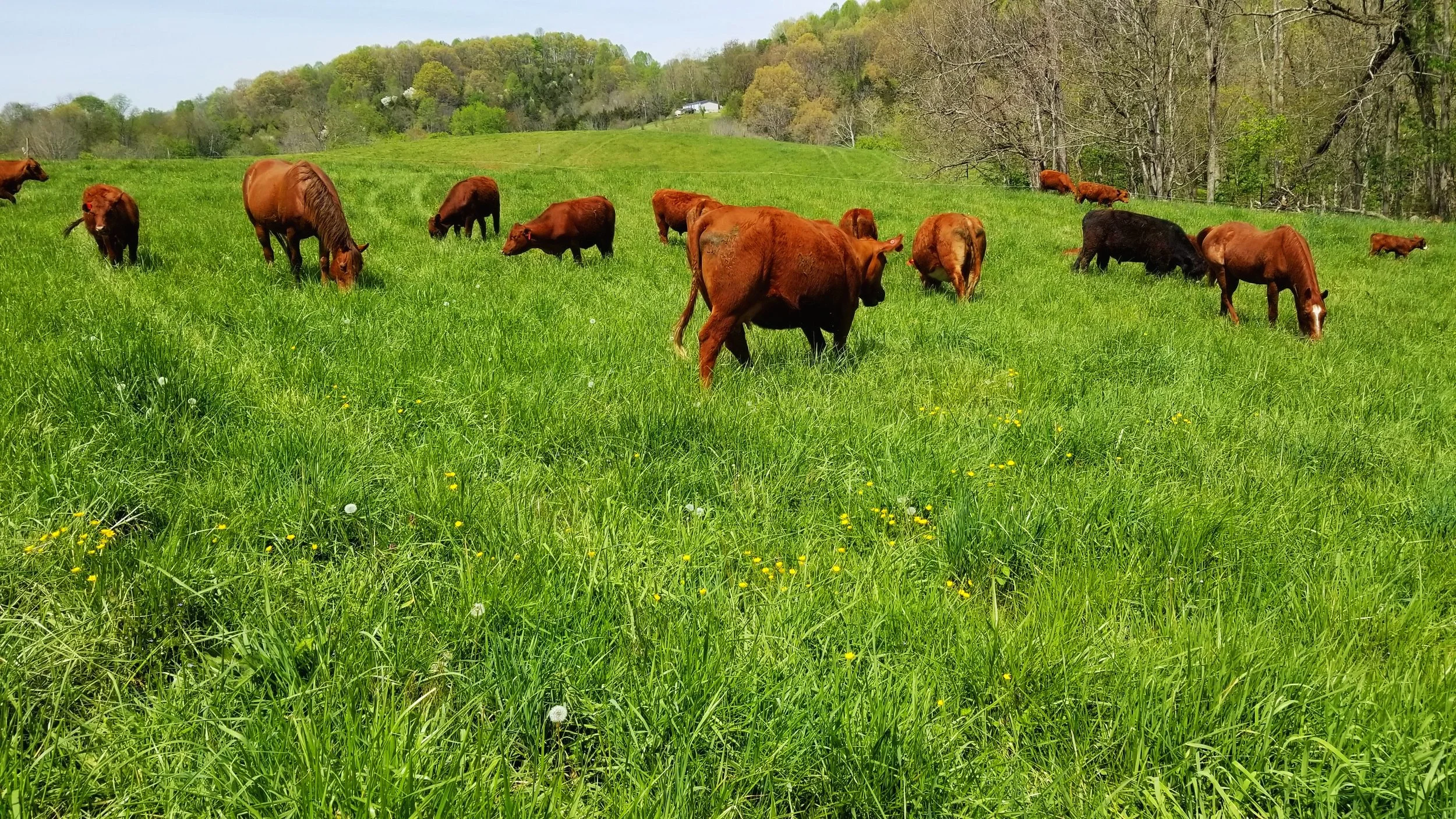 Ararat Farm Newsletter April 2023 — Ararat Farm