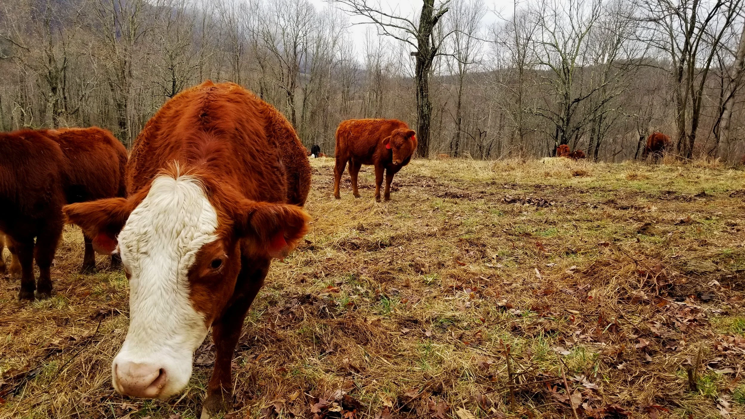 Ararat Farm Newsletter February 2023 — Ararat Farm