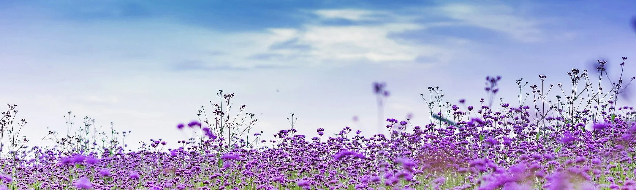 Entering the Year of Sovereign Creation: Your January Roadmap