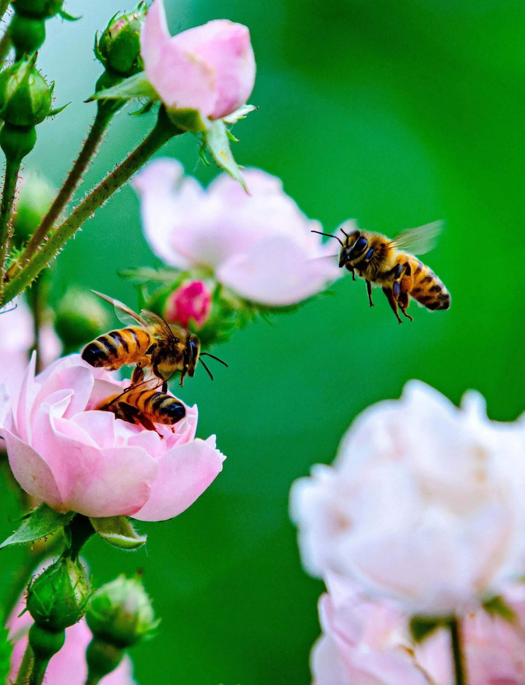 Eclipse Season Update: A crucial pivot from lunar clearing to solar creating