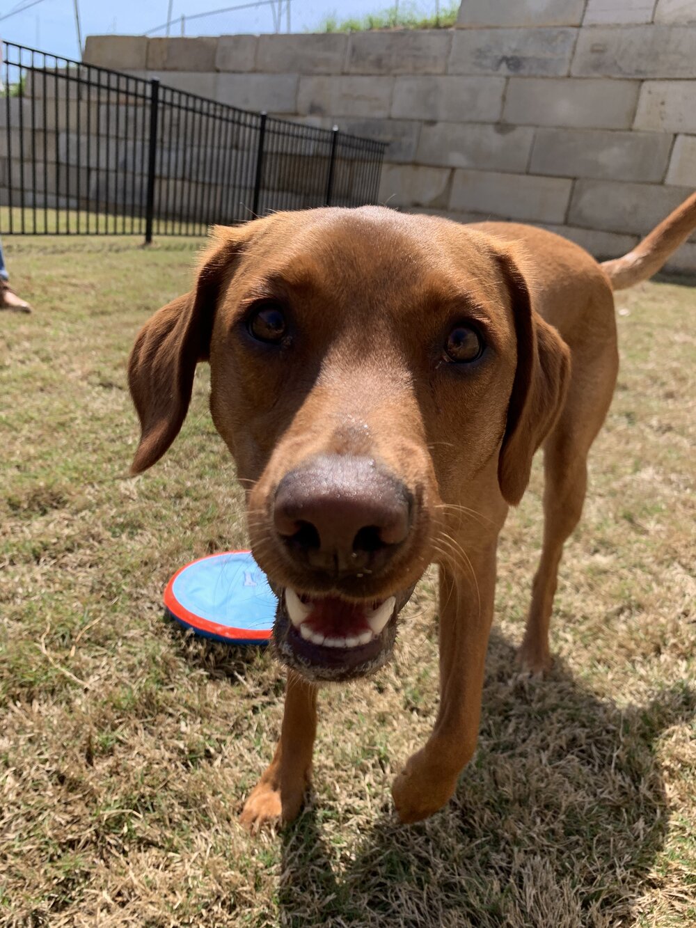 Pet Friendly Student Housing — College Station Pet Friendly Student Housing — College Station