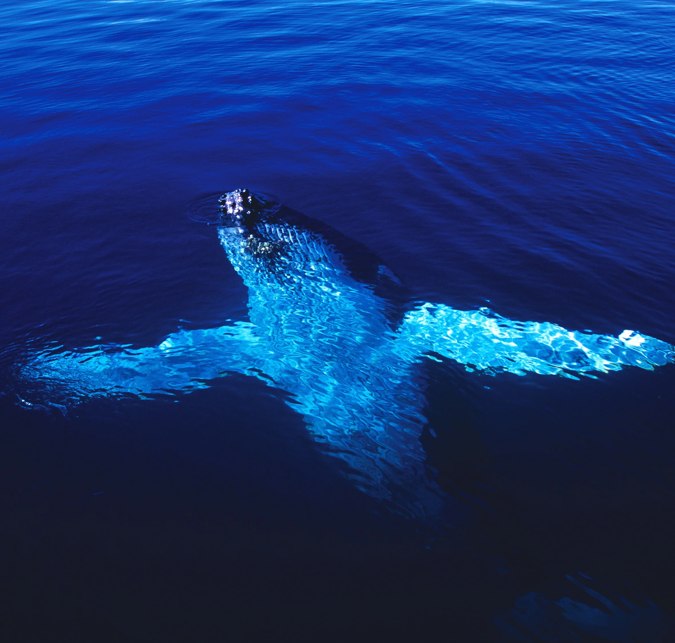 Whale.jpg