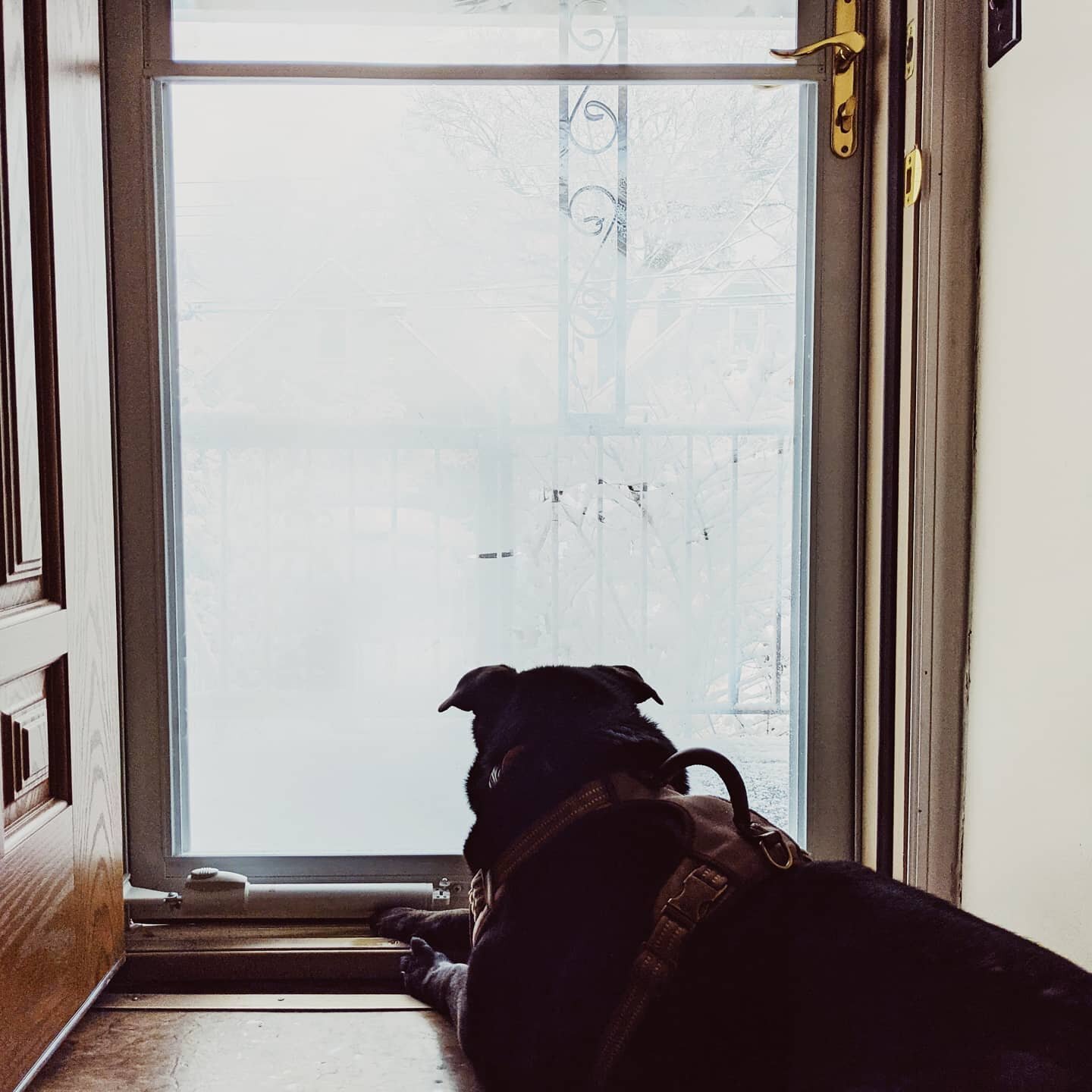another snow day/lazy sunday