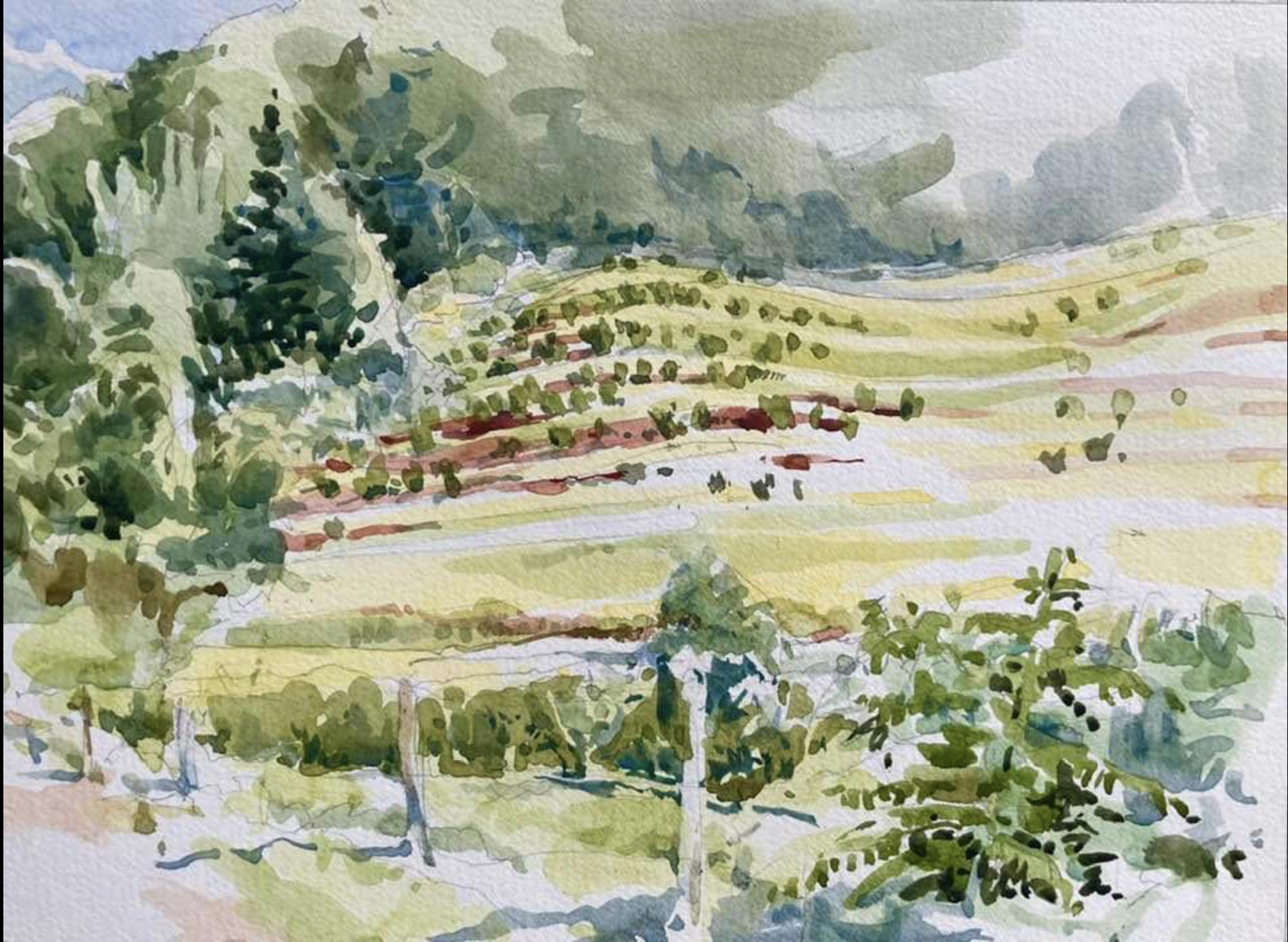 Morning View of a Young Orchard.png