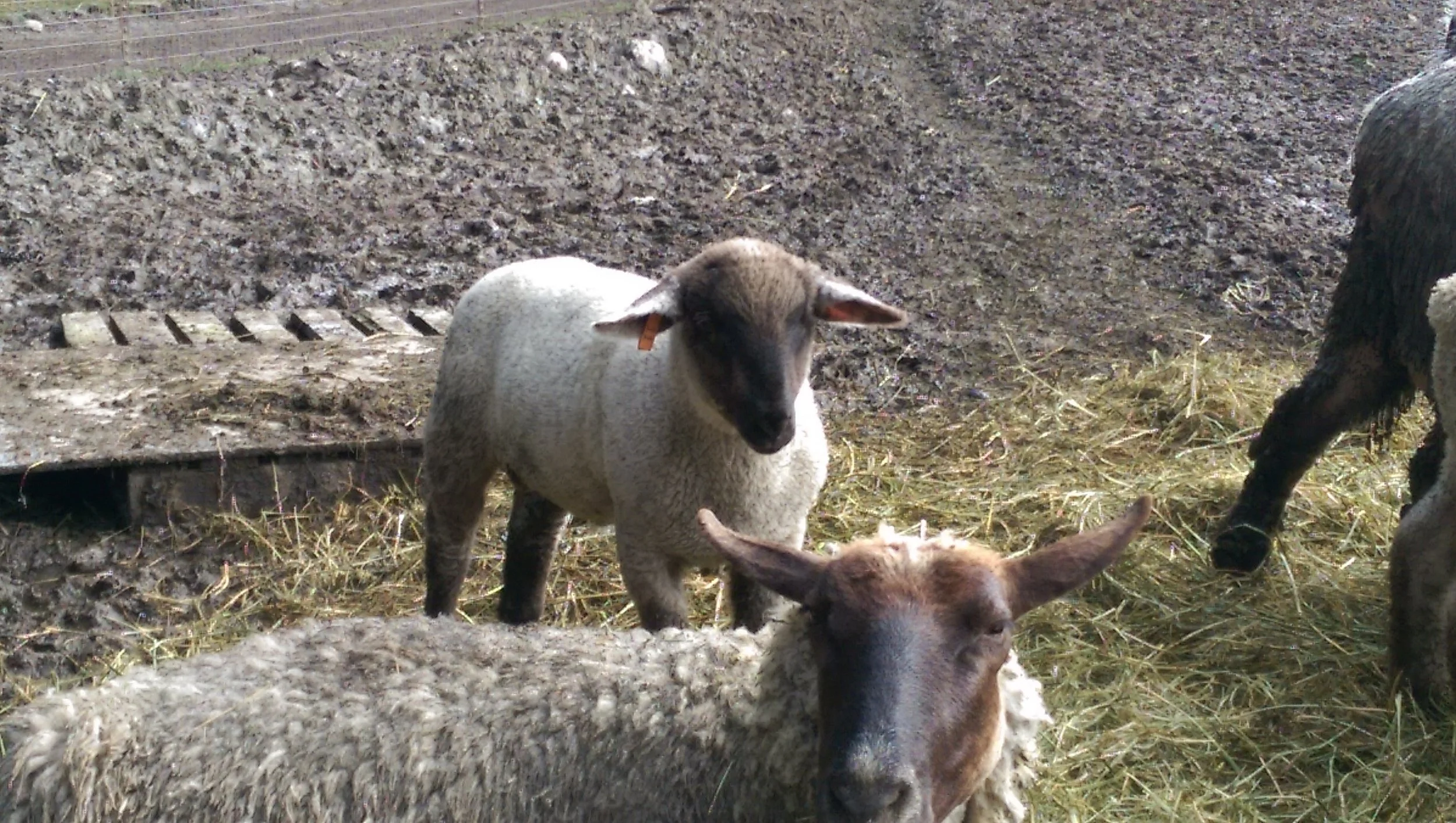 2015 lamb.jpg
