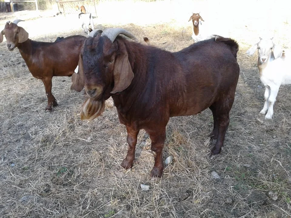 boer goat.jpg