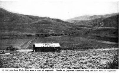 Food for Victory. Original caption reads: “A year ago these Utah fields were a mass of sagebrush. Thanks to Japanese Americans, they are now acres of vegetables.”