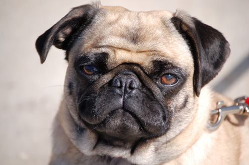 maddie the pug 0026.jpg