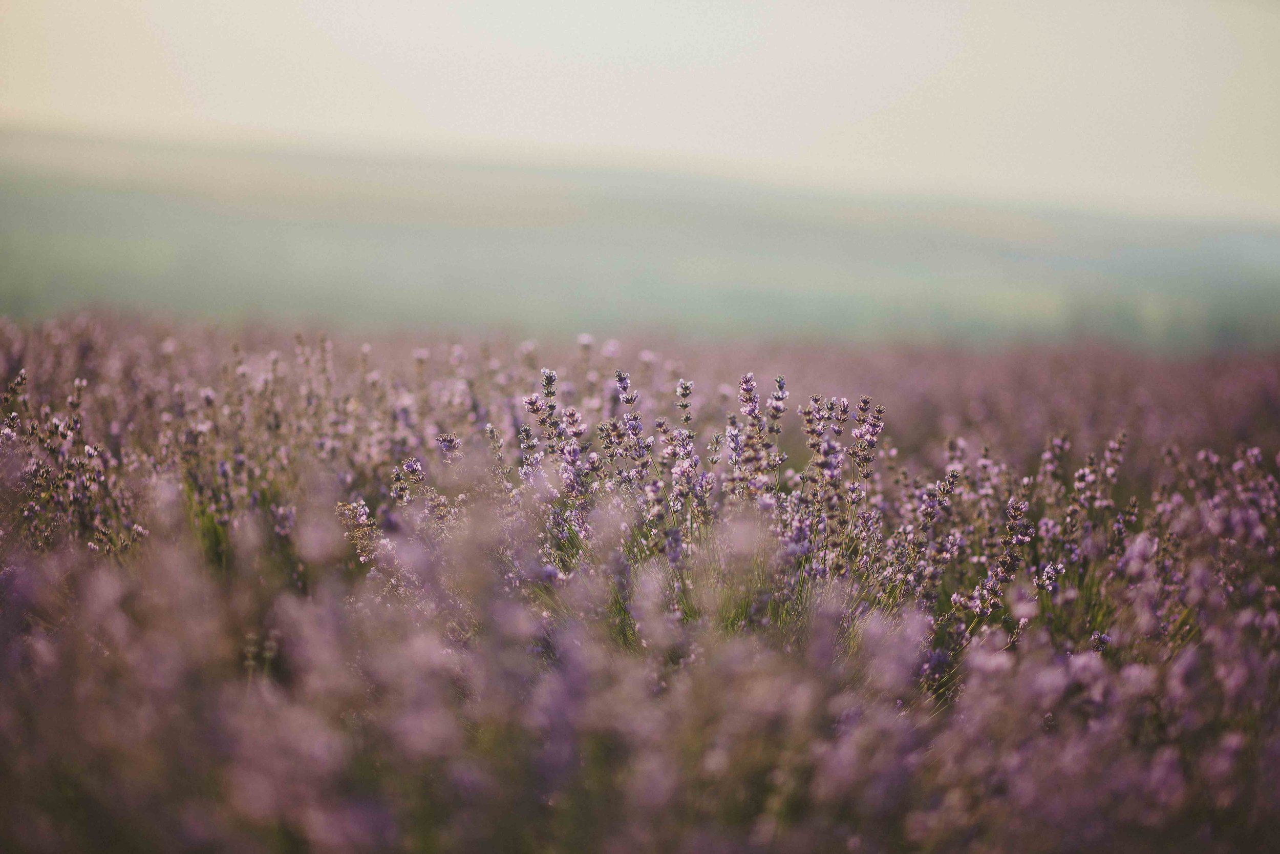 bloom-blooming-blooming-lavender-1201538.jpg