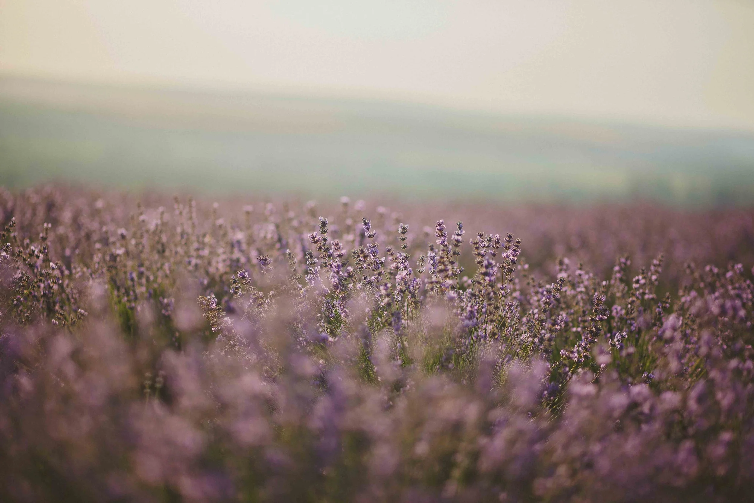 bloom-blooming-blooming-lavender-1201538.jpg