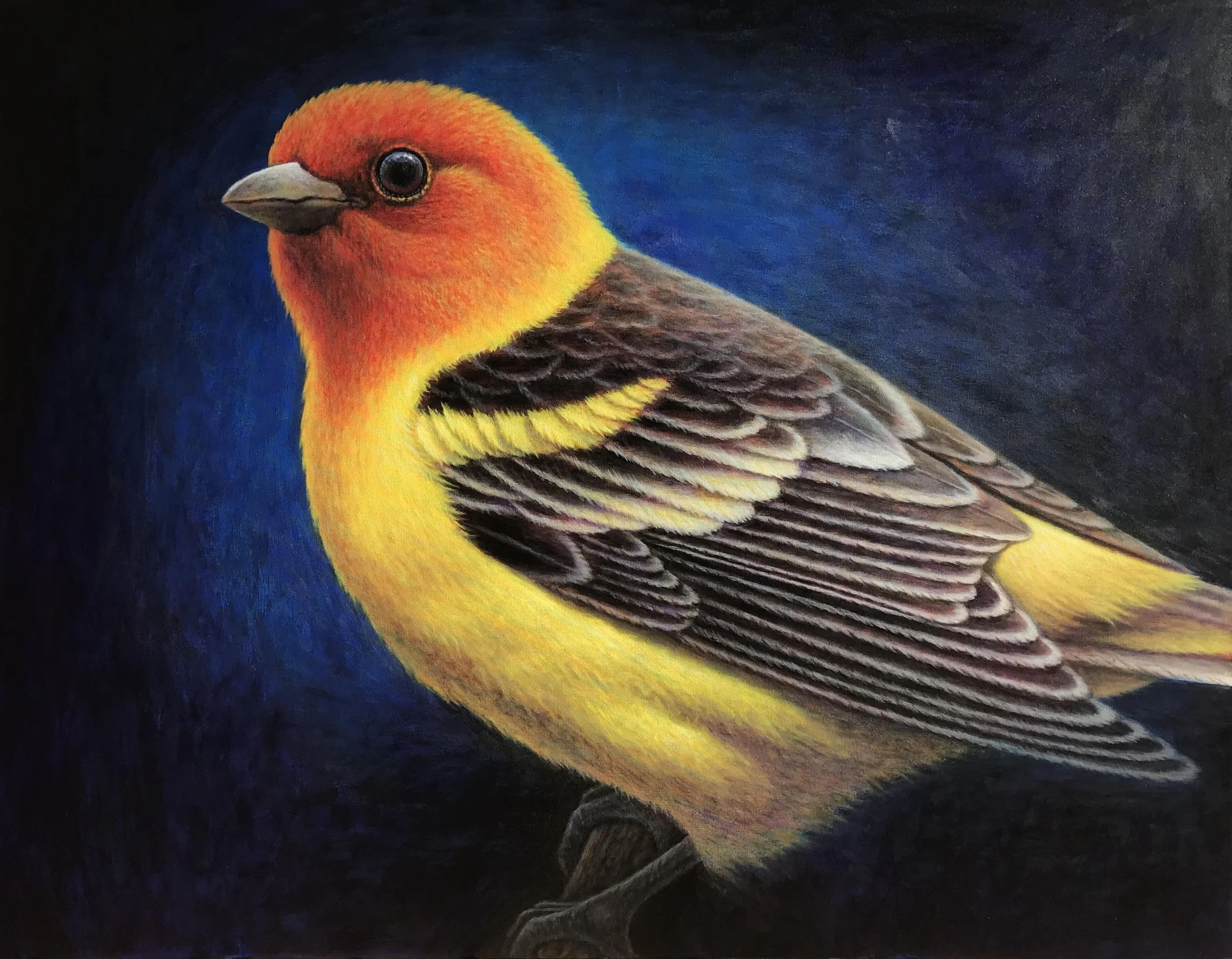 Western Tanager 36x46.jpeg