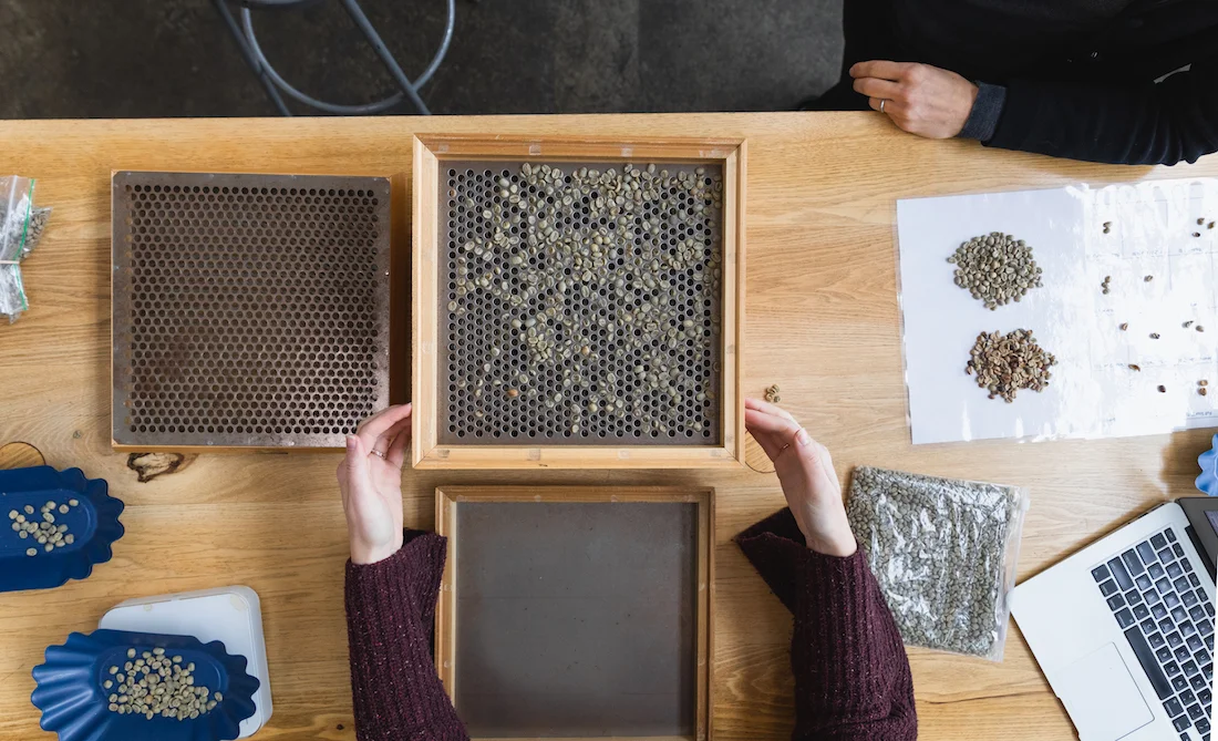 Sorting green coffee to check consistency in screen size