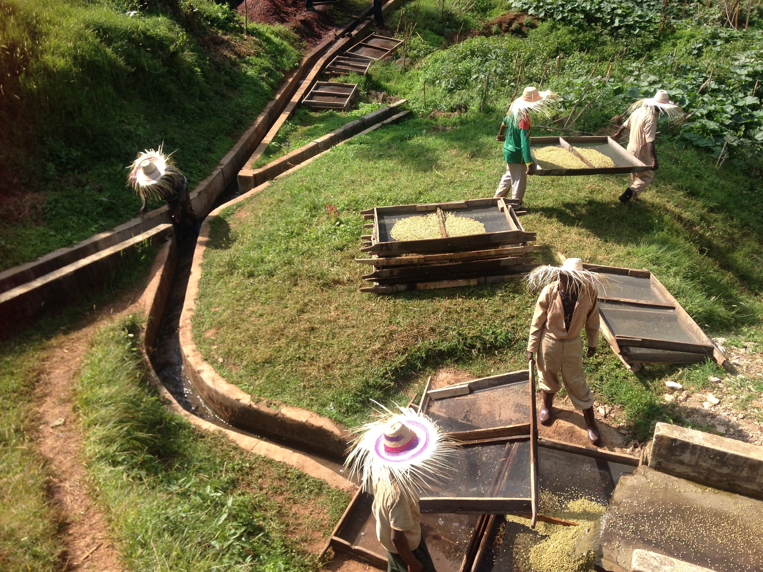 Origins Ethiopia Coffee — Blue Bottle Coffee Lab