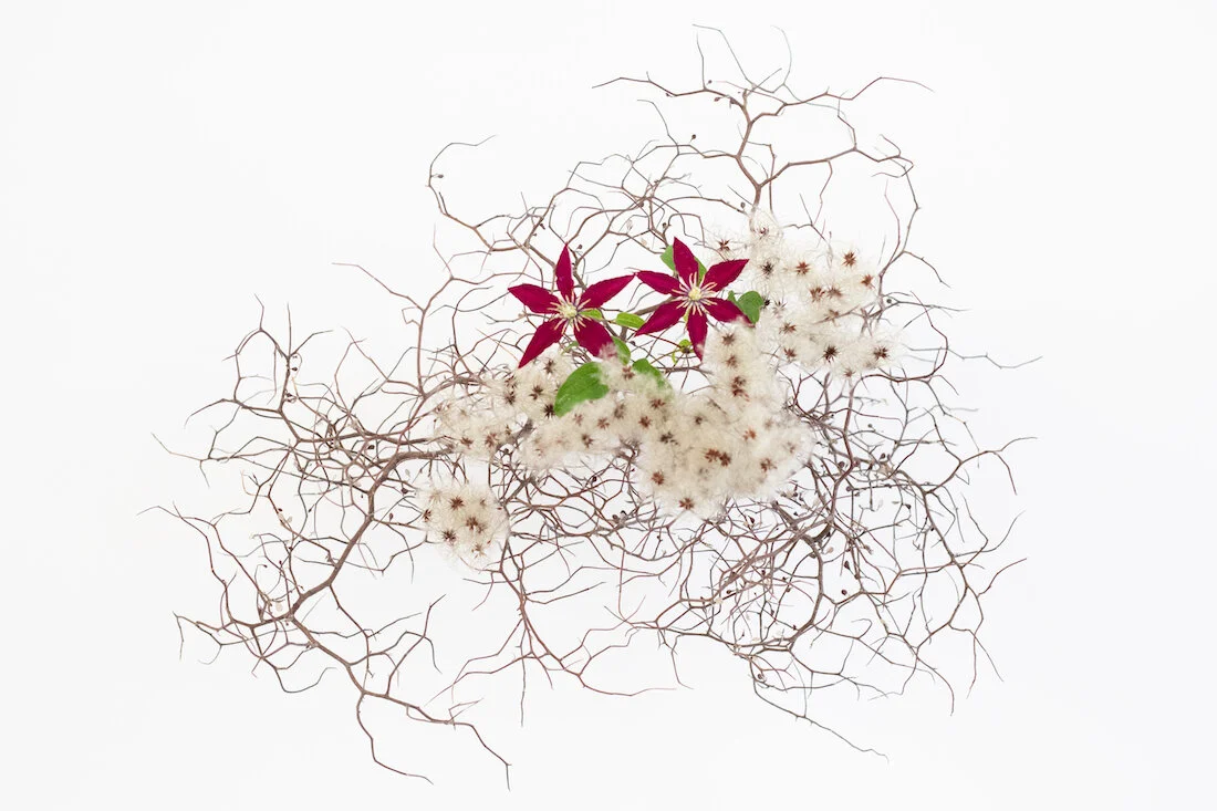 The Winter Blooms of Sayaka Wada