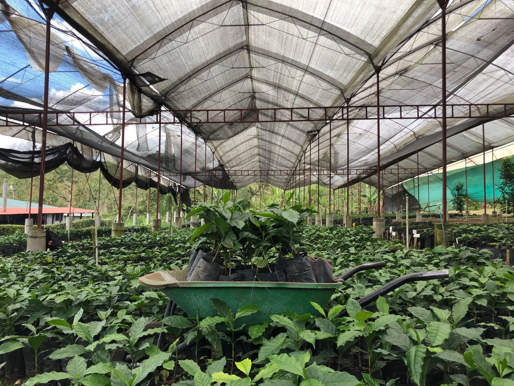 Celebrating Innovation with our Costa Rica Coffee Set