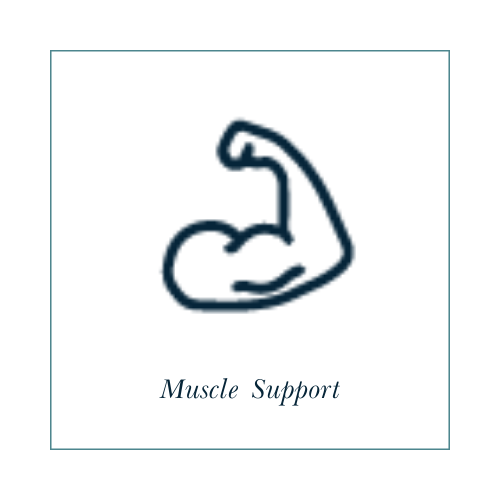 Muscle Support.png