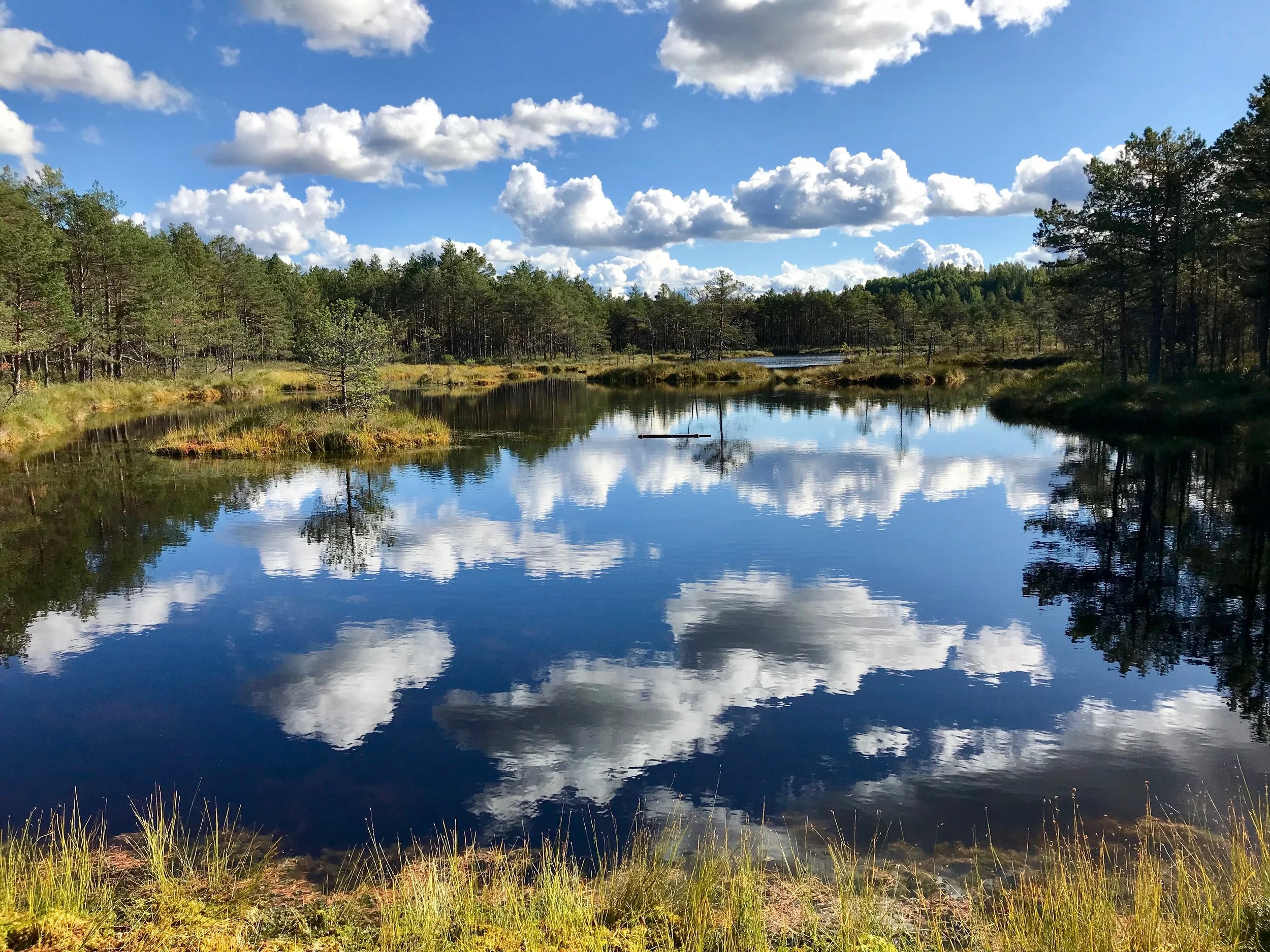 Ultrarunning the forests and bogs of Lahemaa and Kõrvemaa national parks - Aegviidu, Estonia