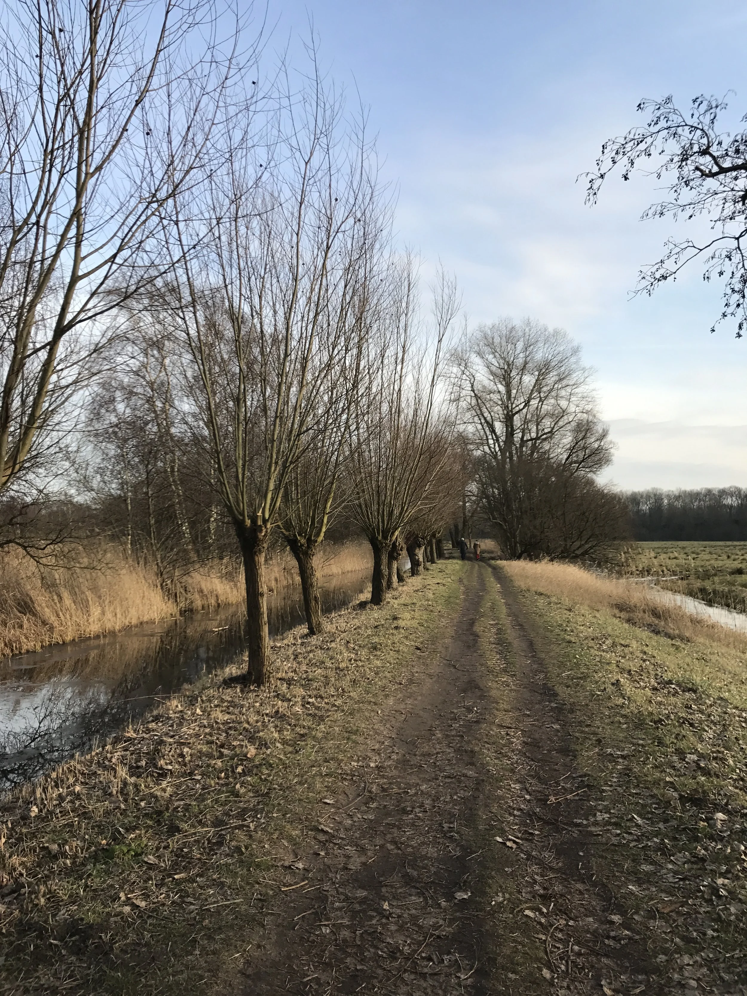 Training runs in the Amsterdam Forest - Amsterdam, Netherlands