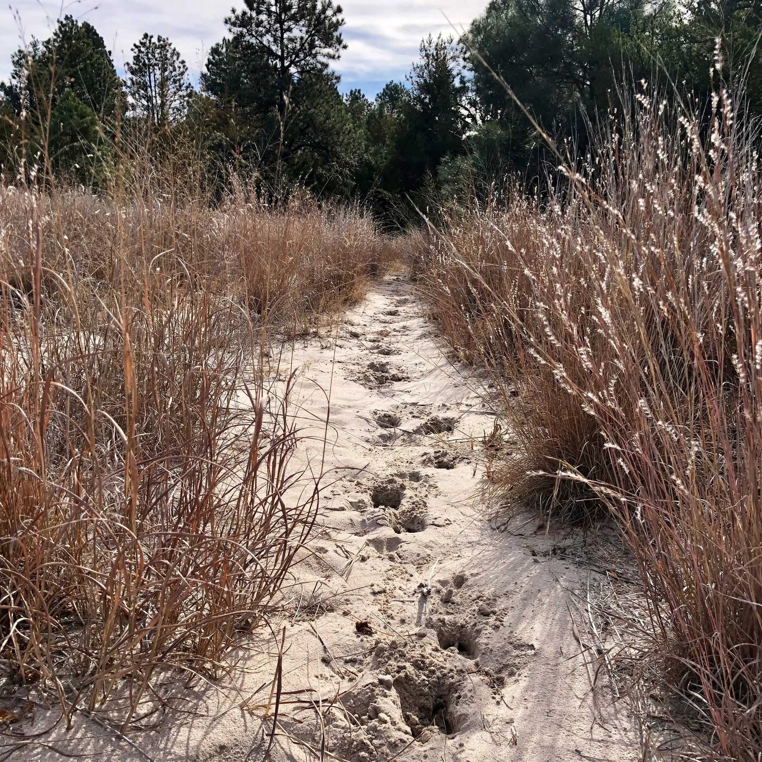 Most Unusual Thing in the World : Trail Running Edition