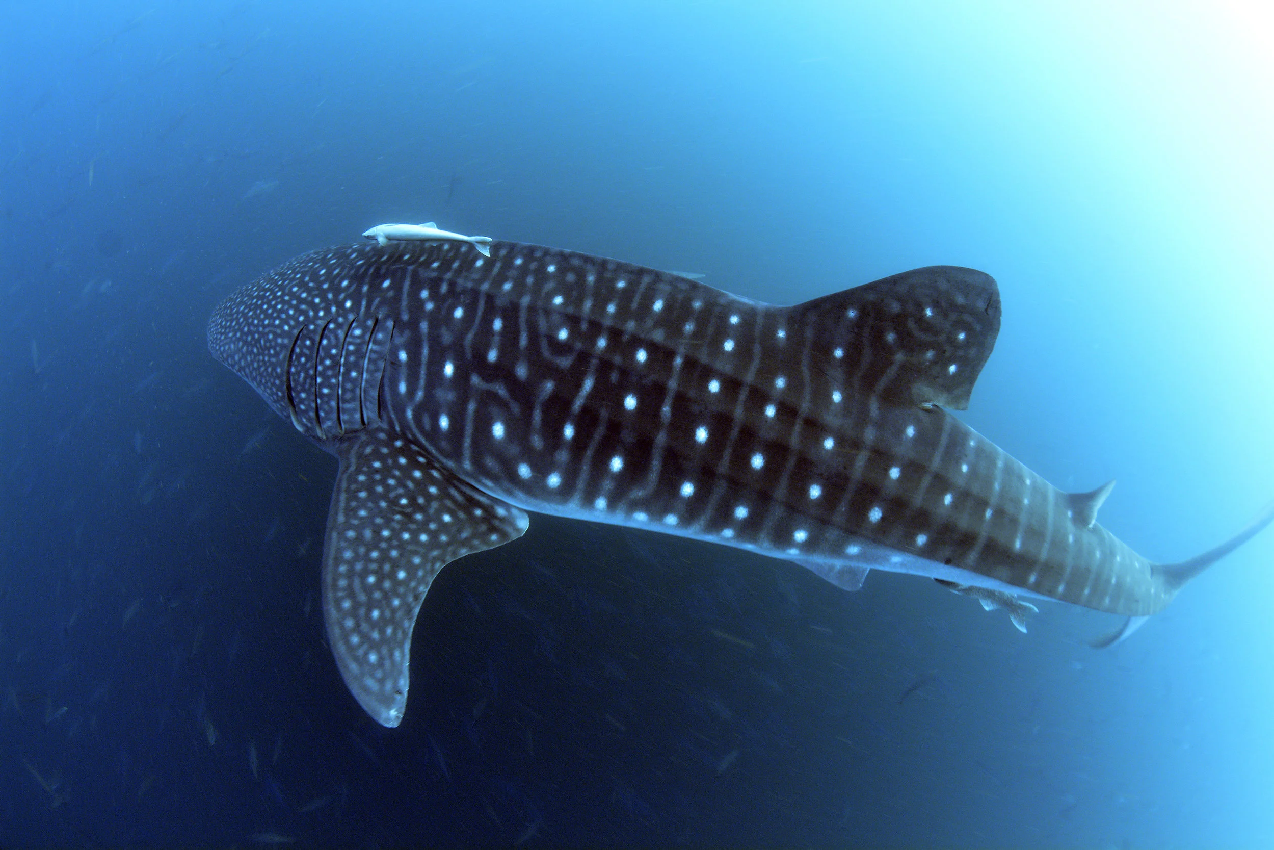 Scientific work, threatened in Venezuela