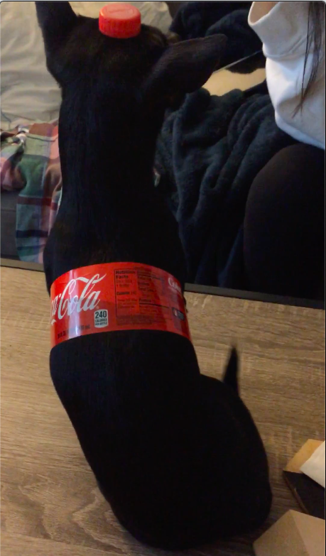  My dog doing his best impression of a Coca-Cola. 