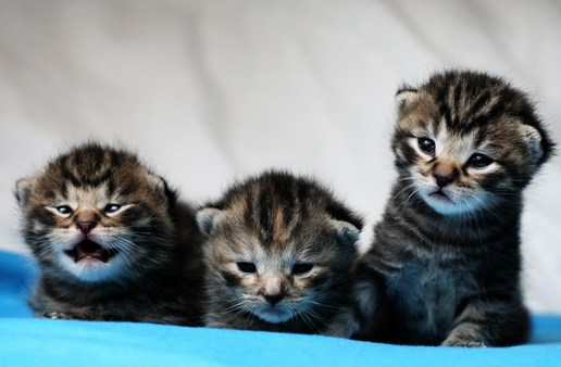 orphan-kittens.png