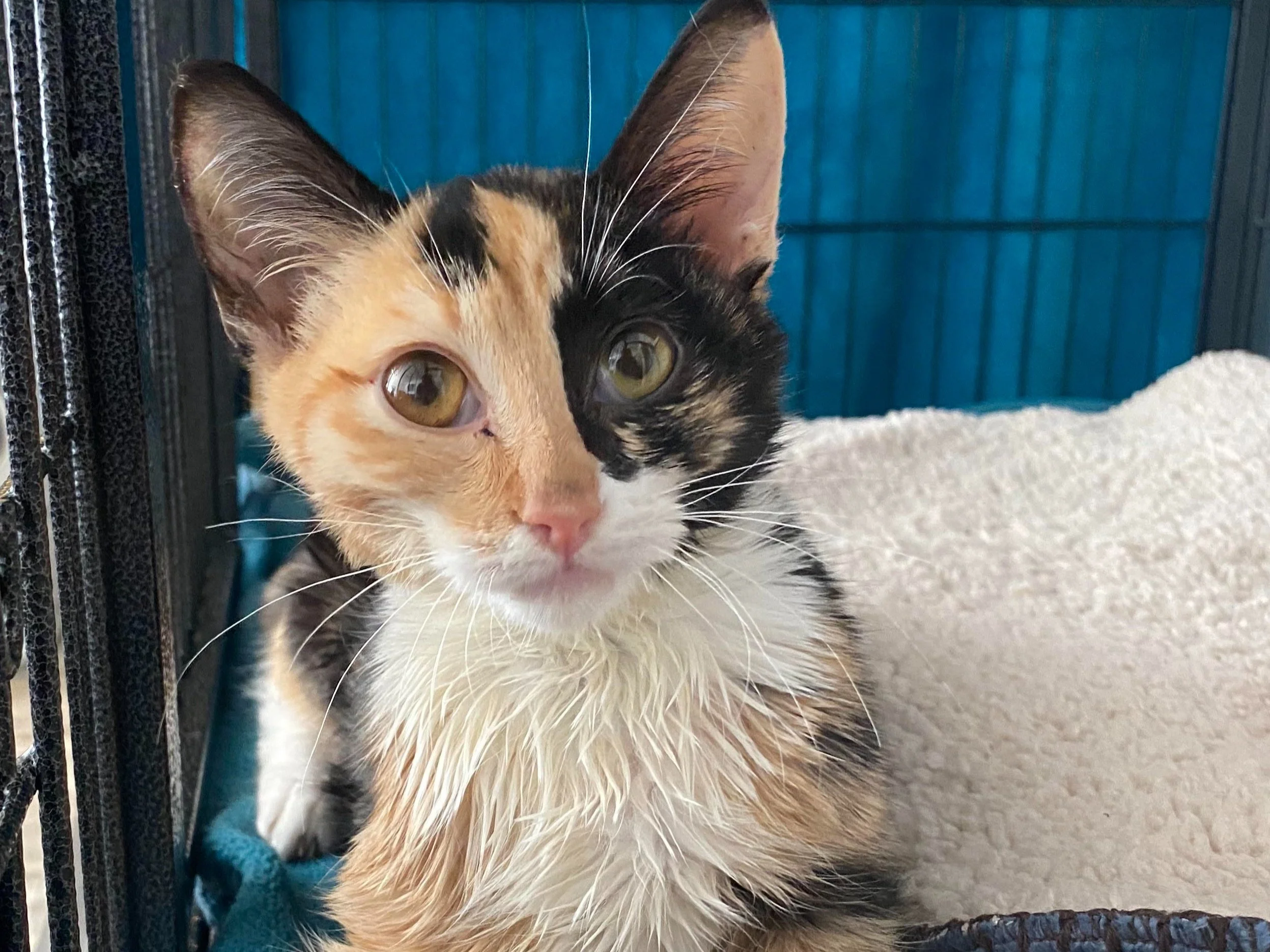 Dry Fip Dry Feline Infectious Peritonitis Fip In Older Cats Signs