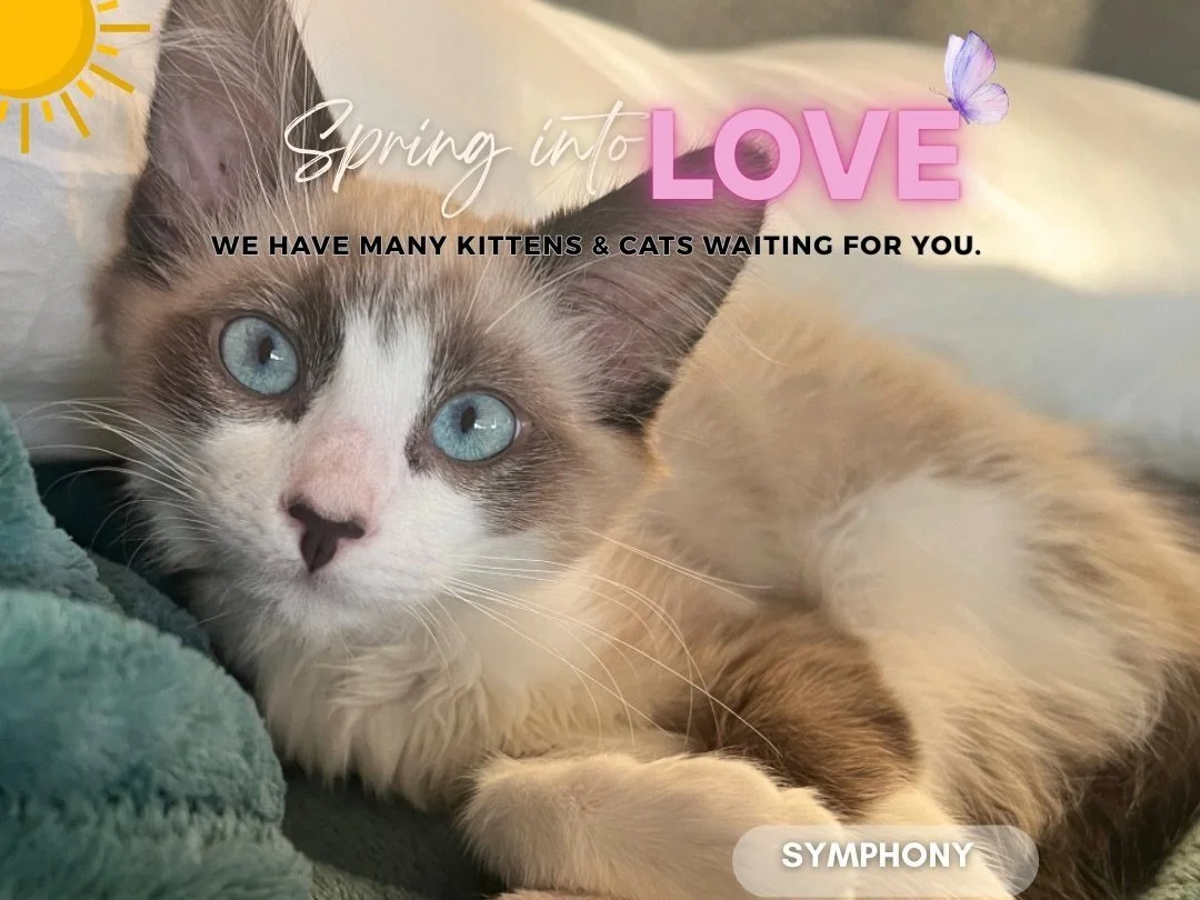 Spring Into Love Adoption Event