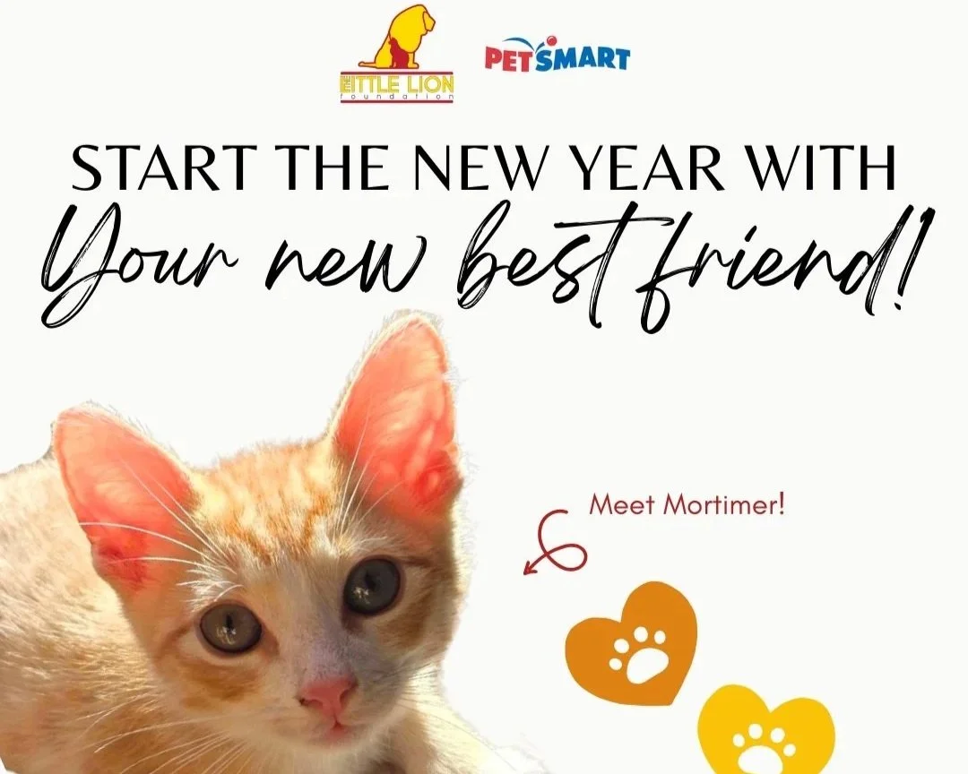 New Year, New Meow - Cat Adoption Event