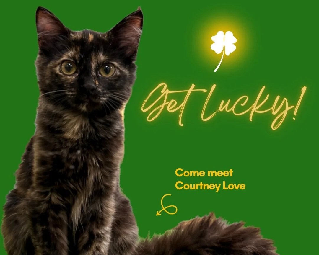Get Lucky Cat Adoption Event