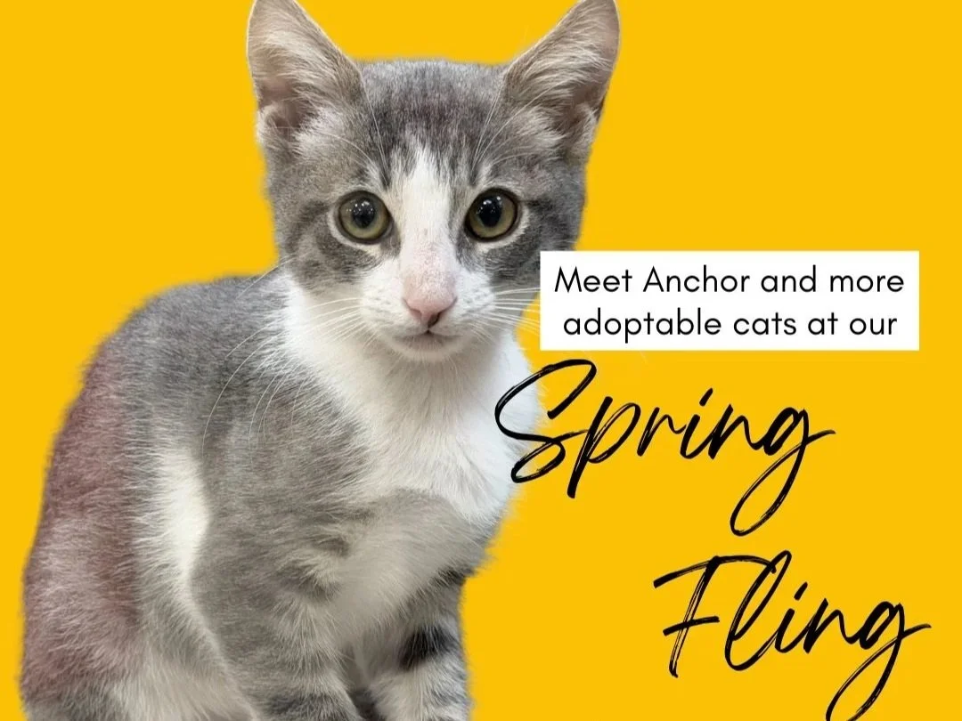 Spring Fling Adoption Event