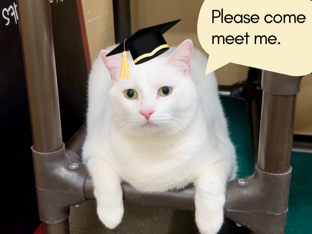 Graduation..into a Forever Home Adoption Event